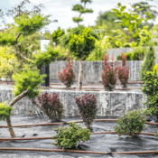 Winter Landscaping Projects & Tips to Ensure a Great Spring and Summer Landscape
